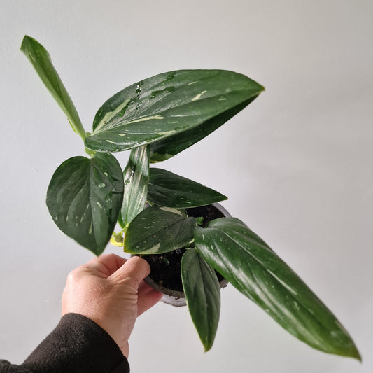 Philodendron Cobra Monstera Standleyana Variegated Rare Houseplant 12cm pot