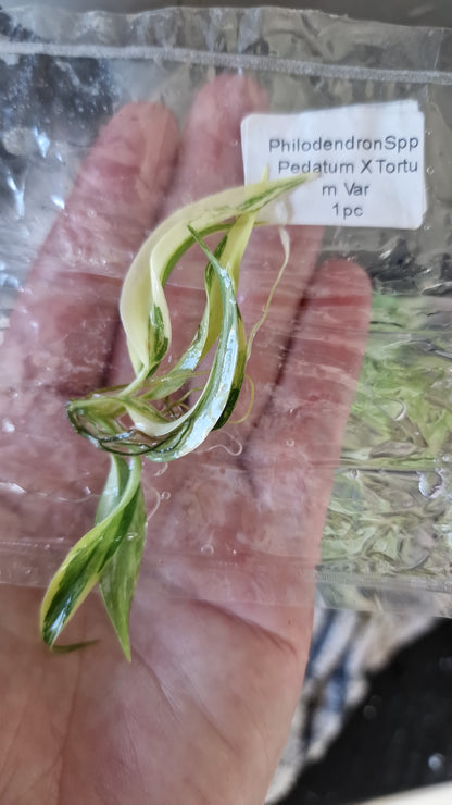 Tissue Culture Plant - Pre-order - please see description