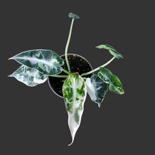 Alocasia Green Bambino Variegated Rare Houseplant 6cm pot (3)