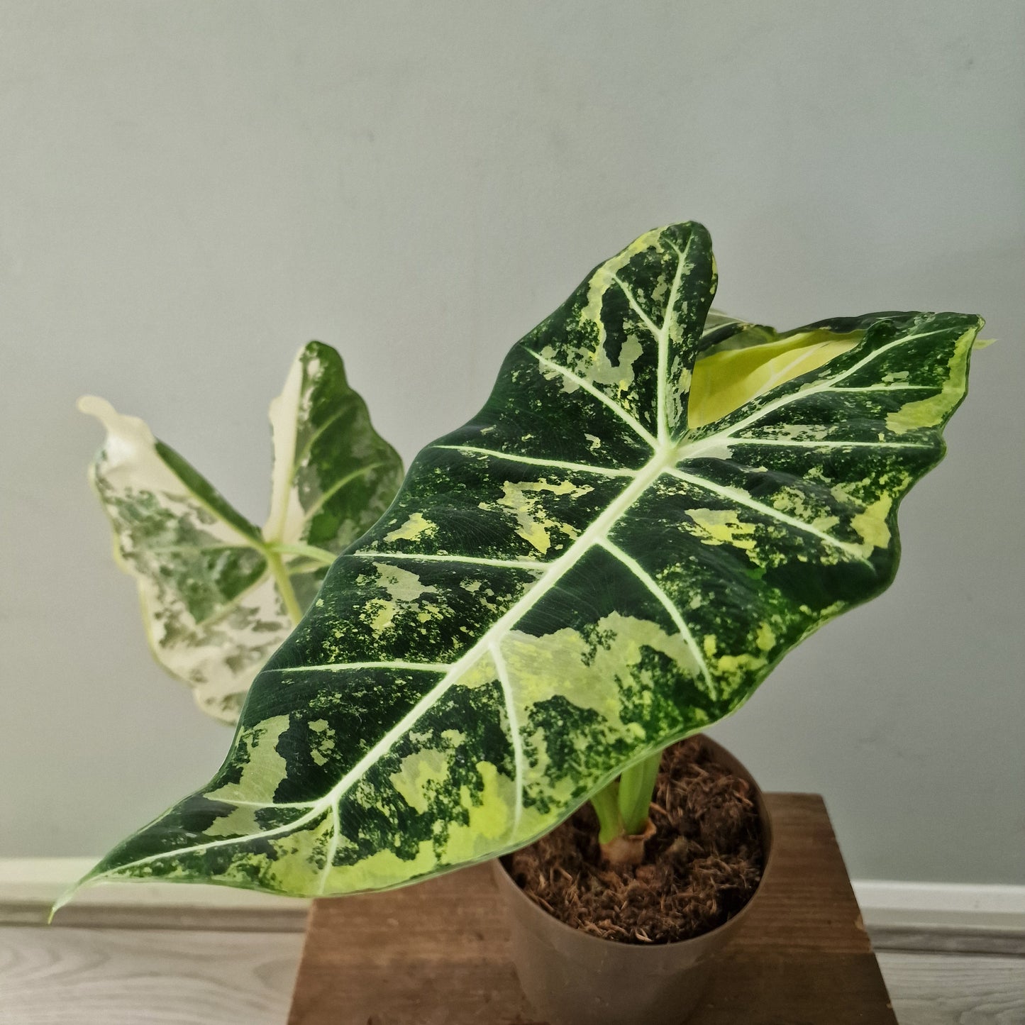 Alocasia Variegated Frydek (#2) – 17cm Pot (50cm Tall)