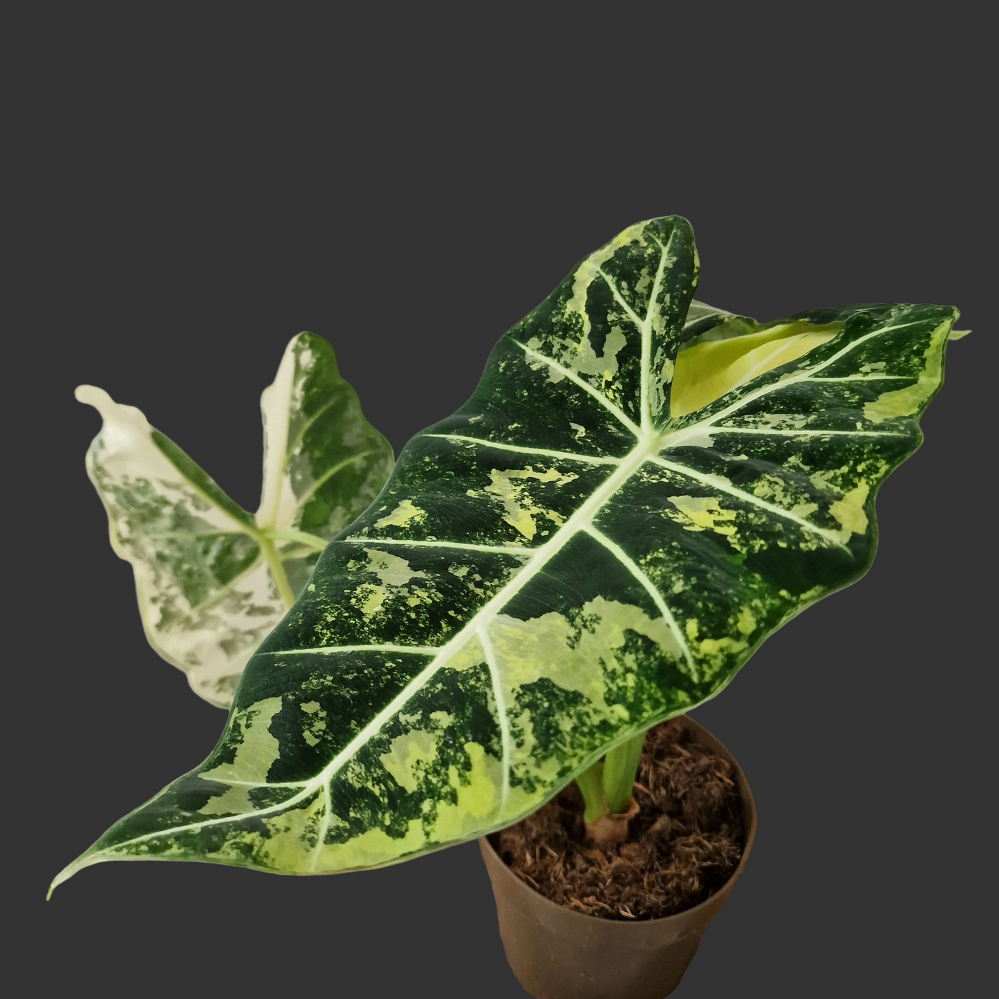 Alocasia Variegated Frydek (#2) – 17cm Pot (50cm Tall)