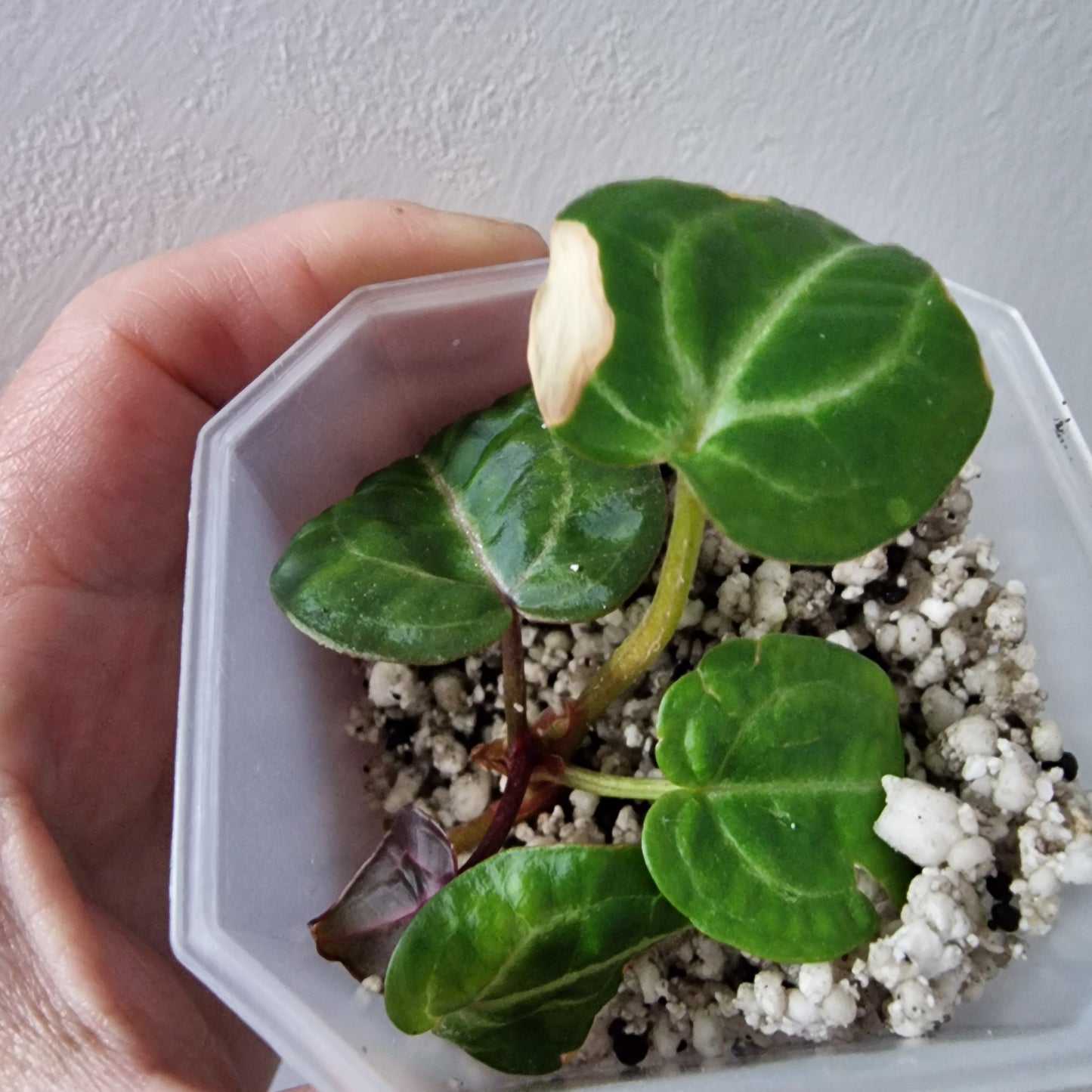 Anthurium Wonderboy × Michelle exact plant (#4)