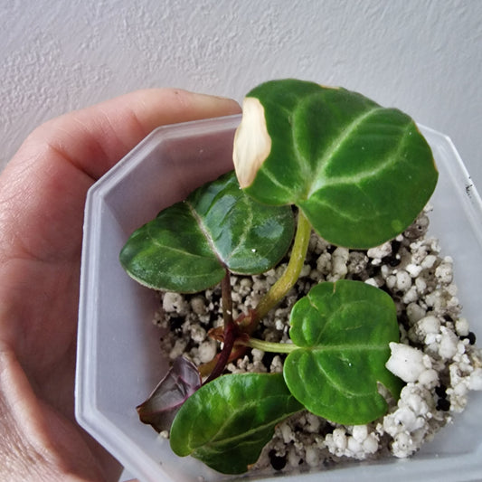 Anthurium Wonderboy × Michelle exact plant (#4)