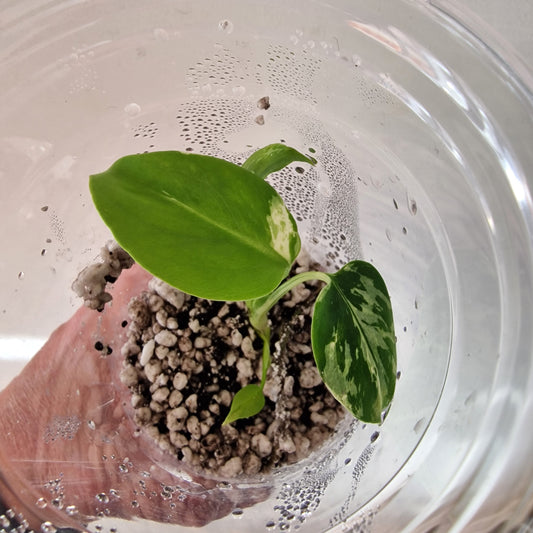 Monstera Bulbasaur – Young TC Plant (Exact Plant #2-5)