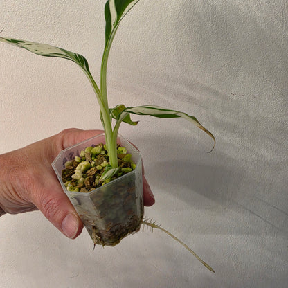 Musa ‘Hawaii’ Variegated – Established | Exact Plant #1