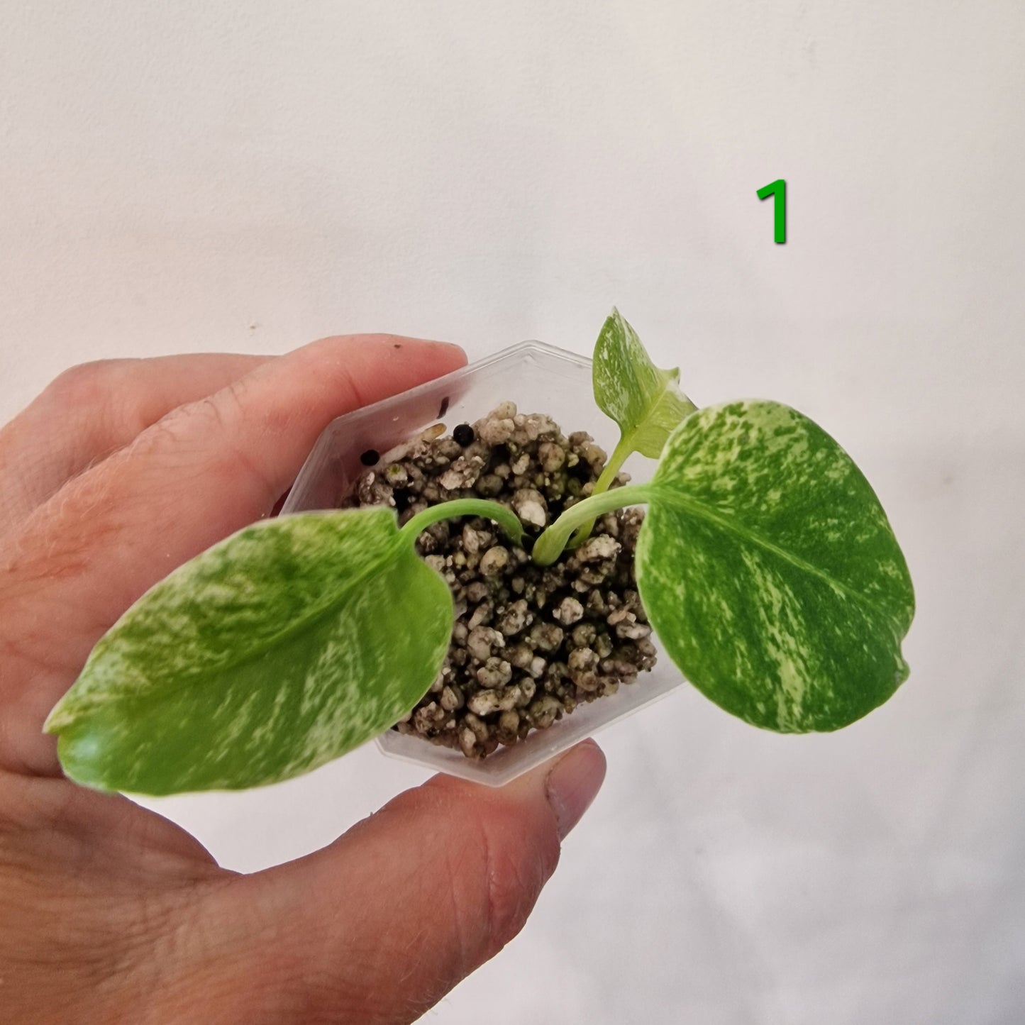 White Monstera – Choose Your Plant