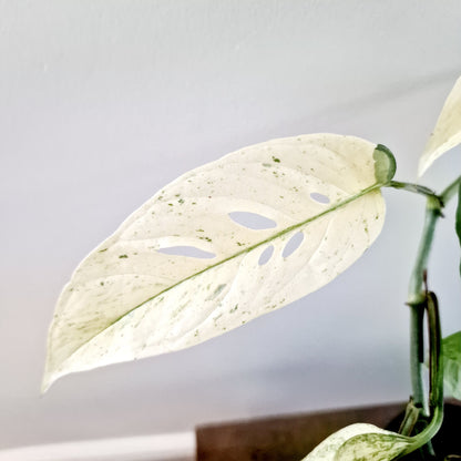 Monstera Laniata Mint Rare Houseplant 12cm pot (15)