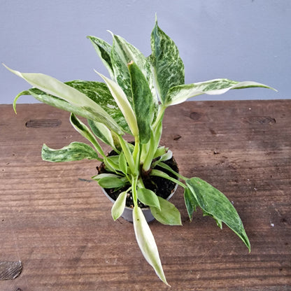 Philodendron Jose Buono Houseplant 6cm pot