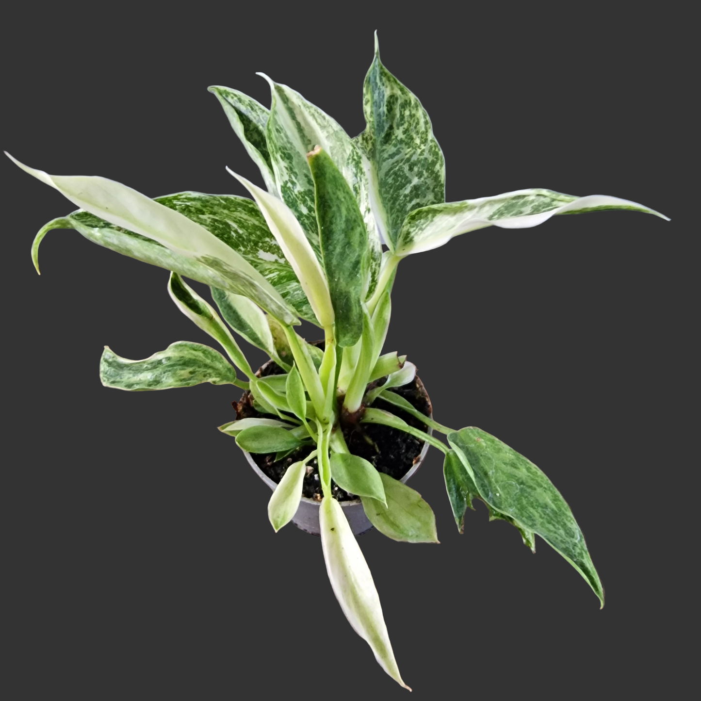 Philodendron Jose Buono Houseplant 6cm pot