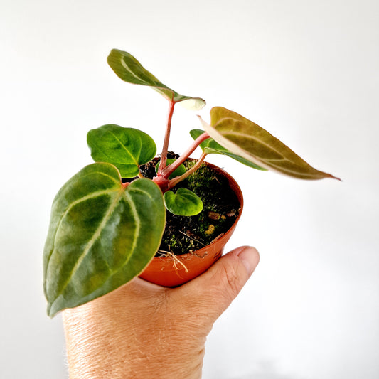 Anthurium Besseae aff x Zara x Michelle Houseplant 9cm pot (4)