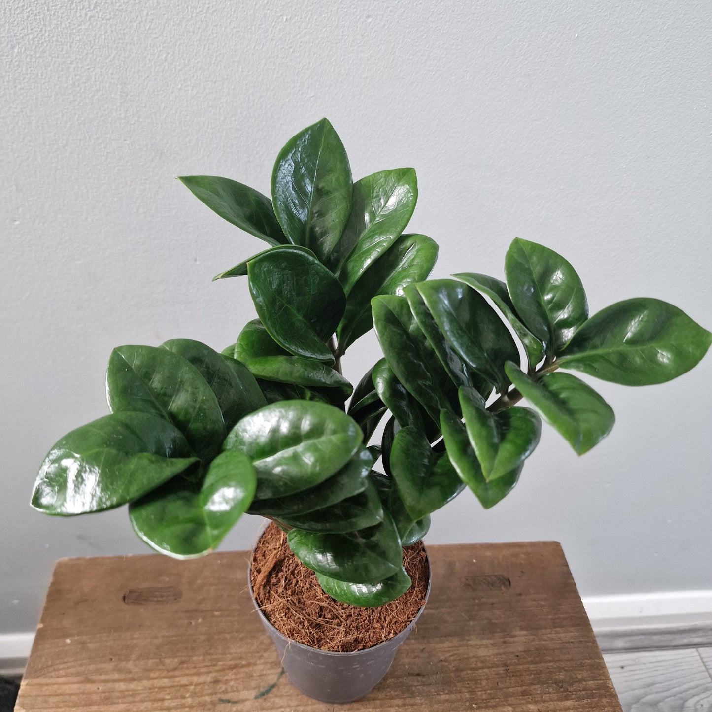 Zamioculcas Zamiifolia Zenzi Rare Houseplant 11cm pot