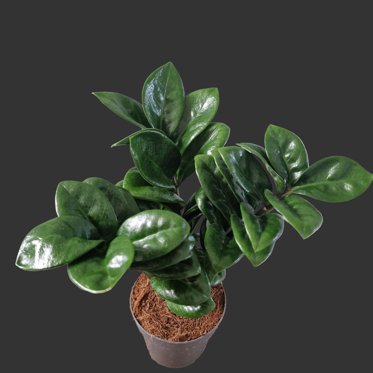 Zamioculcas Zamiifolia Zenzi Rare Houseplant 11cm pot