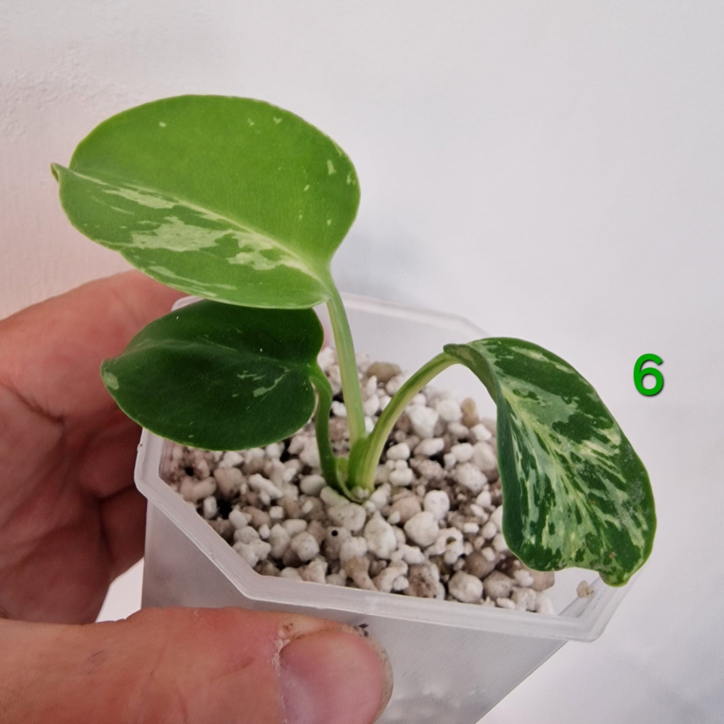 Monstera Bulbasaur 7cm pot – Choose Your Own