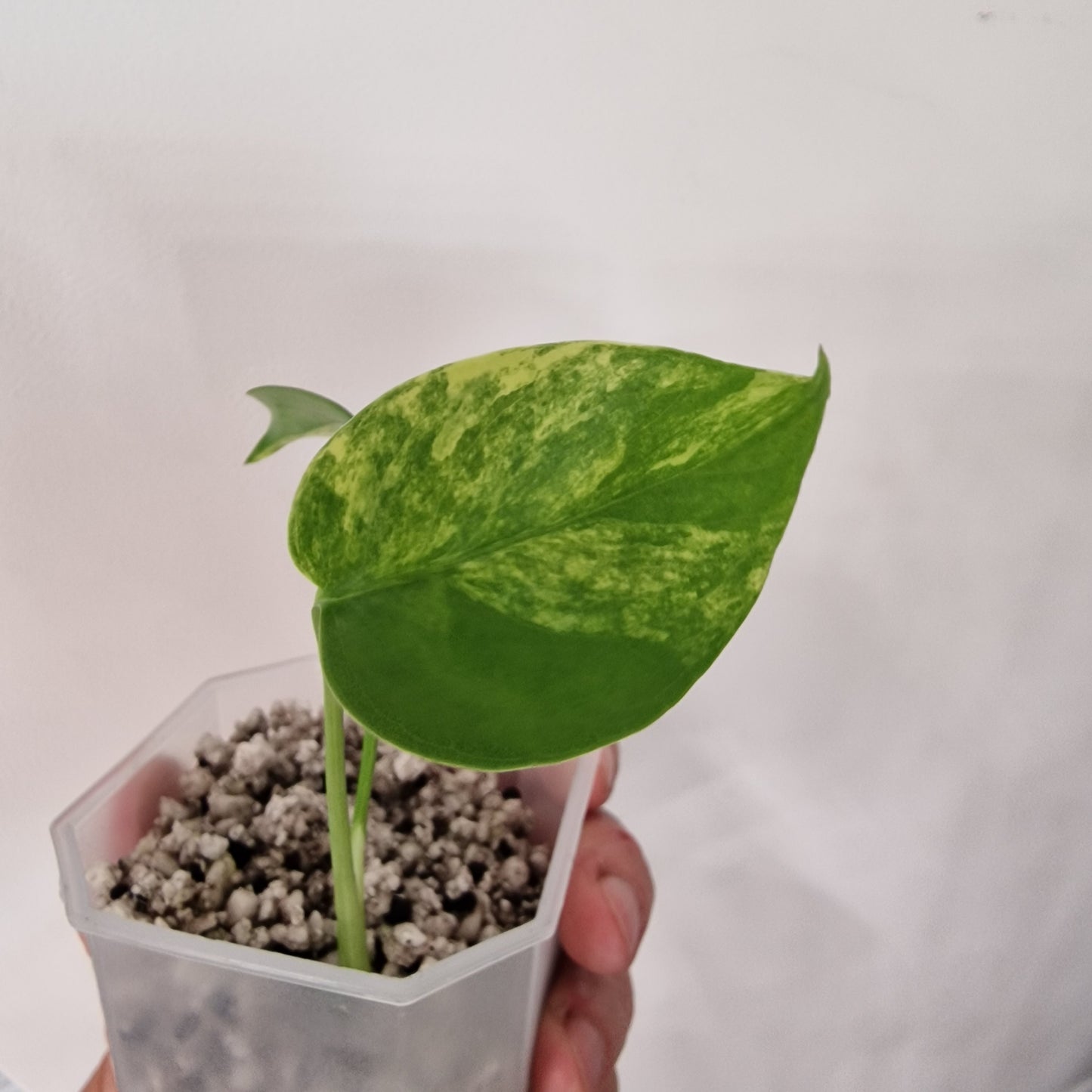 Monstera Yellow Marilyn – Variegated Monstera Exact Plant (1)