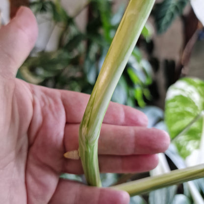 Monstera Albo Top Cutting (2)