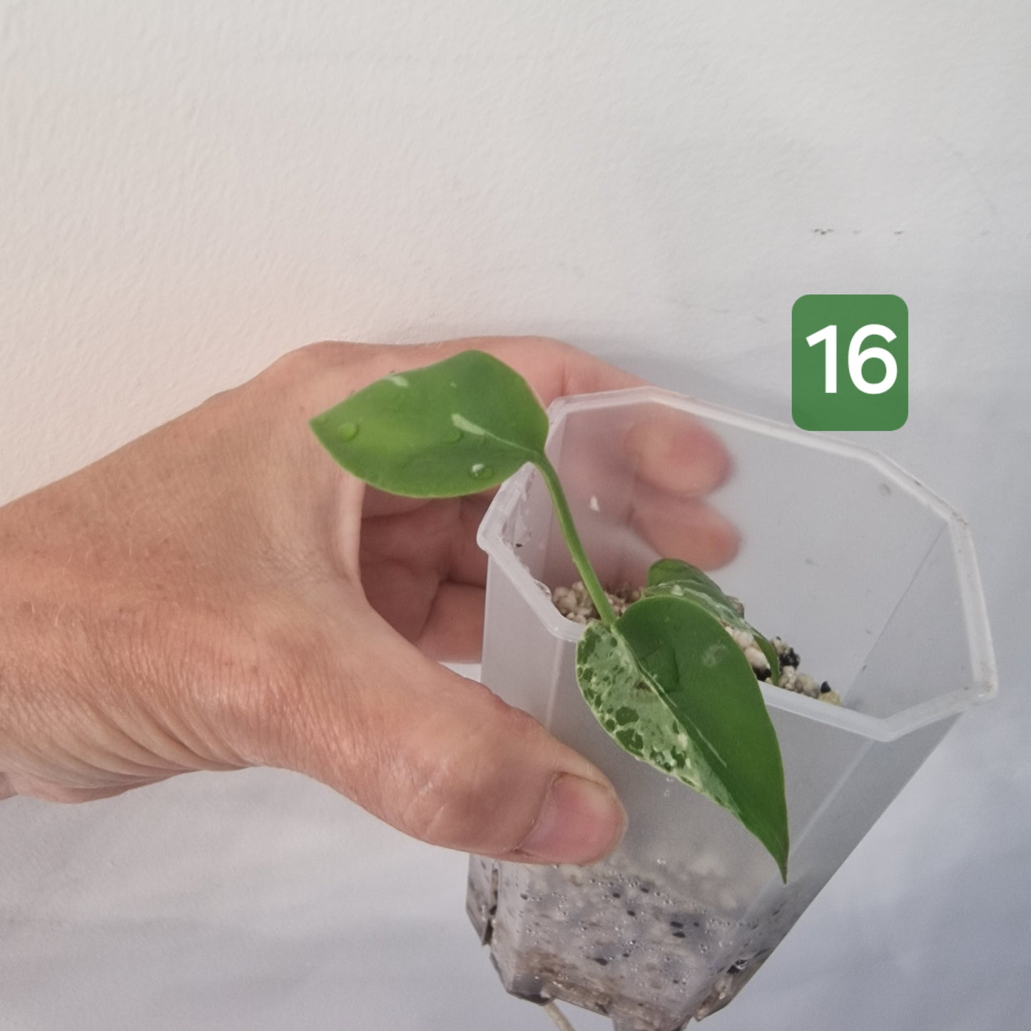 Monstera Bulbasaur – Choose Your Exact Plant see description