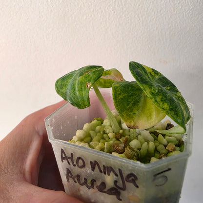 Alocasia Ninja Aurea Variegated – Exact Plant #5