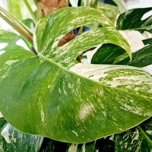 Monstera Albo Top 2 Leaf Cutting