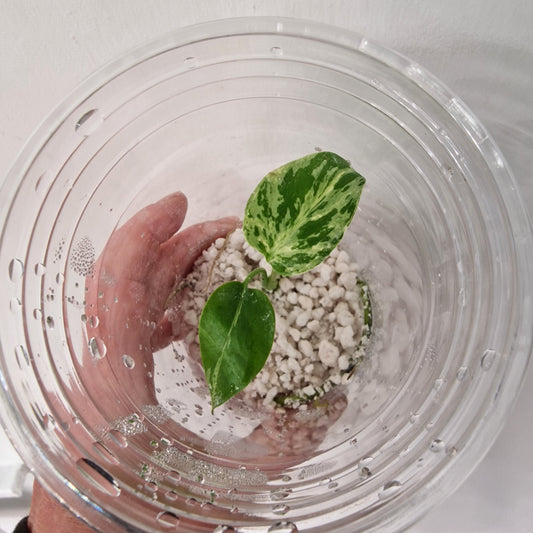 Pre-order - Monstera Bulbasaur – Young TC Plantlet Exact Plant (1-1)