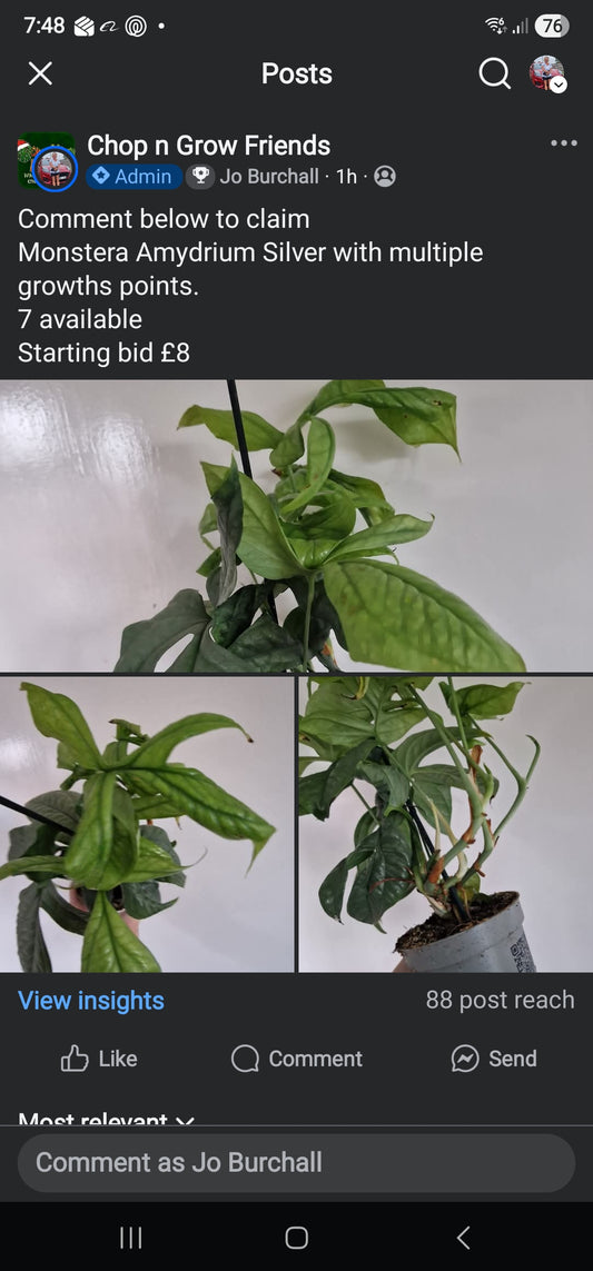 Sunday Sale Jay Amydrium