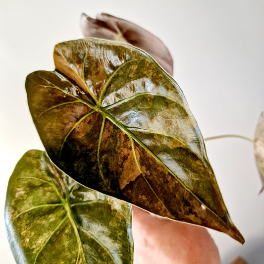 Alocasia Wentii Variegated Houseplant 7cm pot (2)