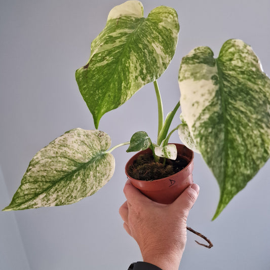 Monstera Mint Rare Houseplant 10.5cm pot (d)