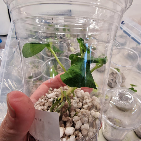 Anthurium Red and Dark Phoenix Hybrid | Rare Anthurium houseplant