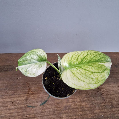 Monstera Mint Rare Houseplant 6cm pot (2)