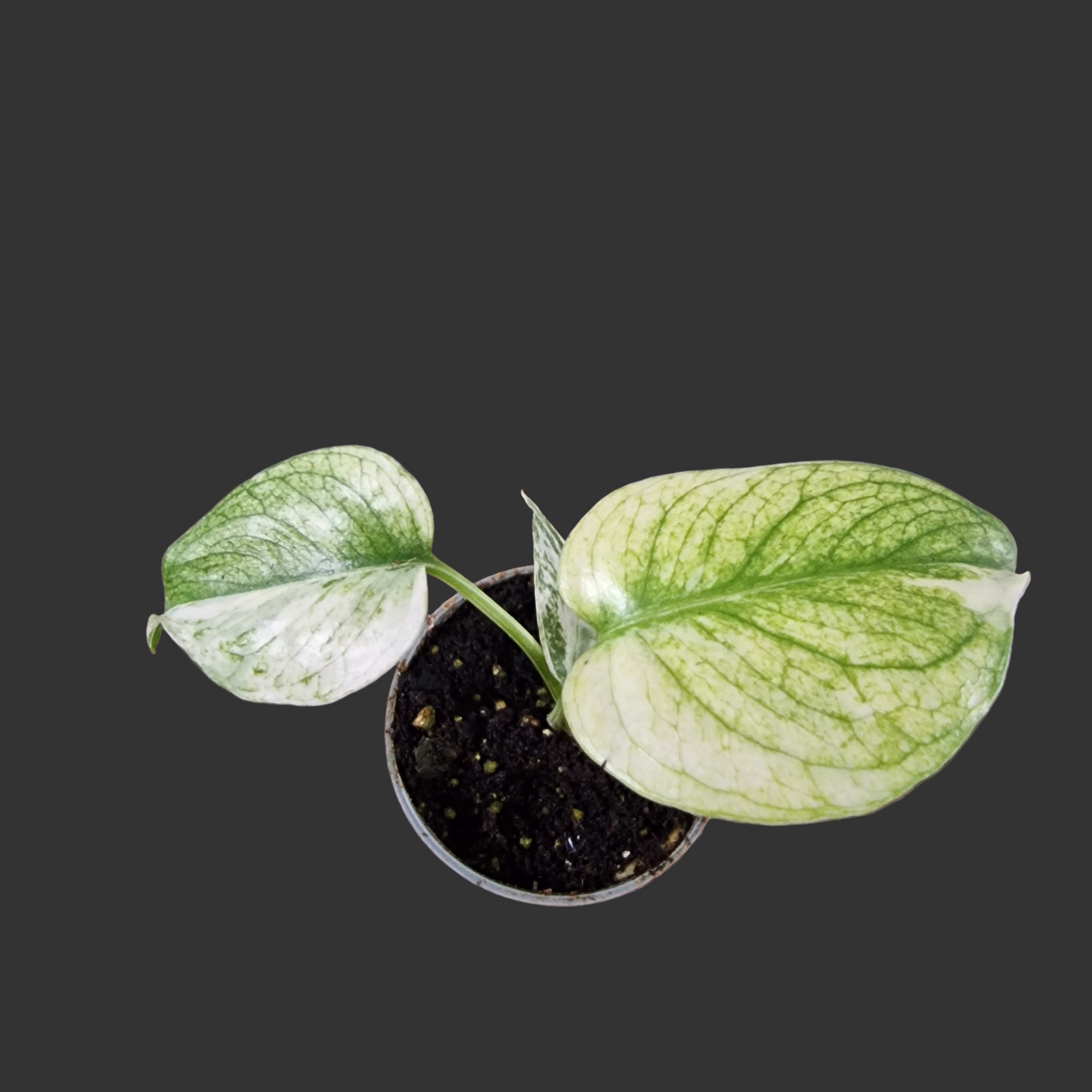 Monstera Mint Rare Houseplant 6cm pot (2)