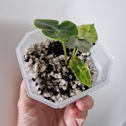 Alocasia Suhirmaniana Aurea Variegation – Exact Plant (5)