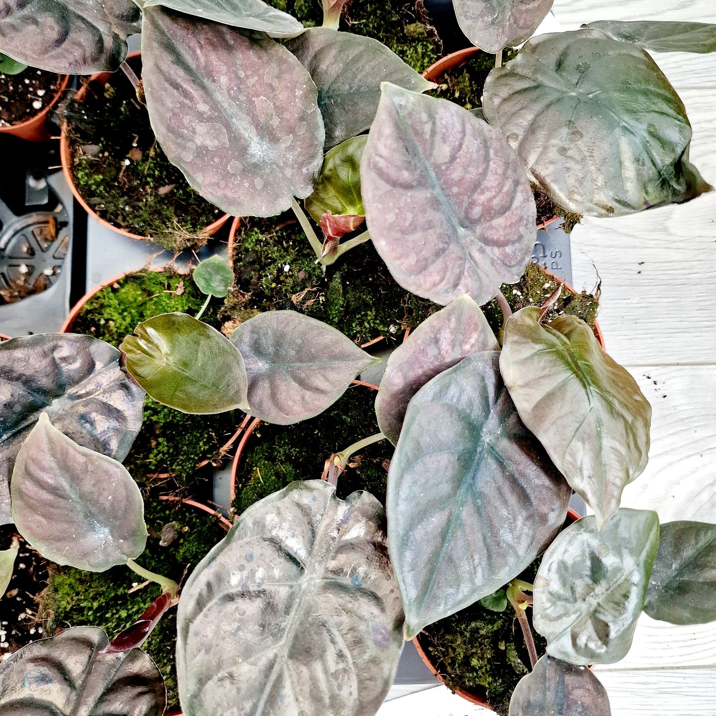 Alocasia Black Magic Houseplant 10.5cm pot