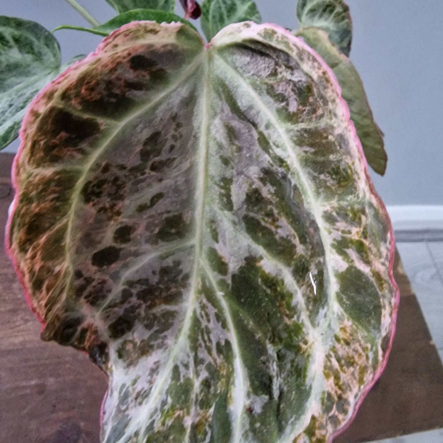 Anthurium Silver Blush – Mint Variegation – 12cm Pot