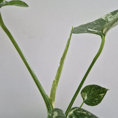 Monstera Thai Constellation Rare Houseplant 8cm pot (2)