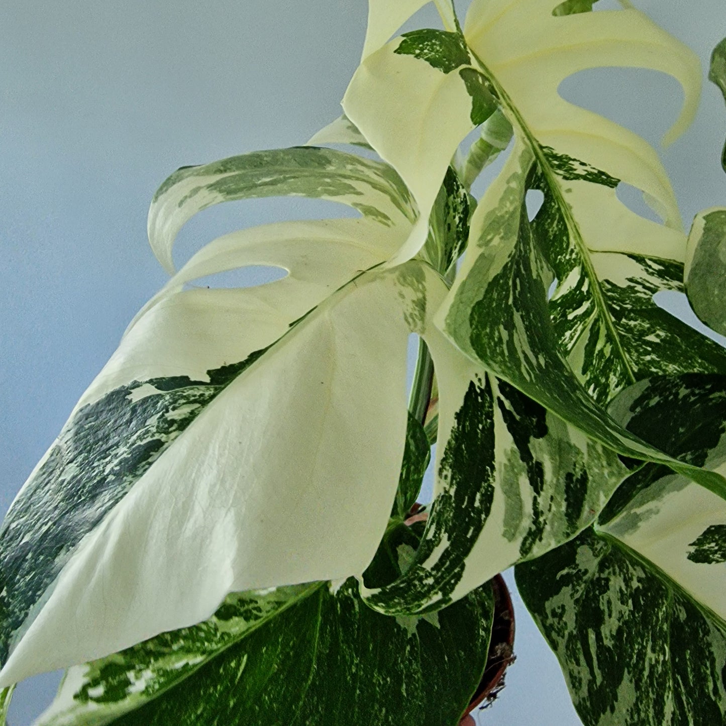 Monstera Deliciosa Albo Super White Rare Houseplant 15cm pot (2)