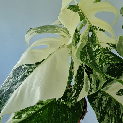 Monstera Deliciosa Albo Super White Rare Houseplant 15cm pot (2)