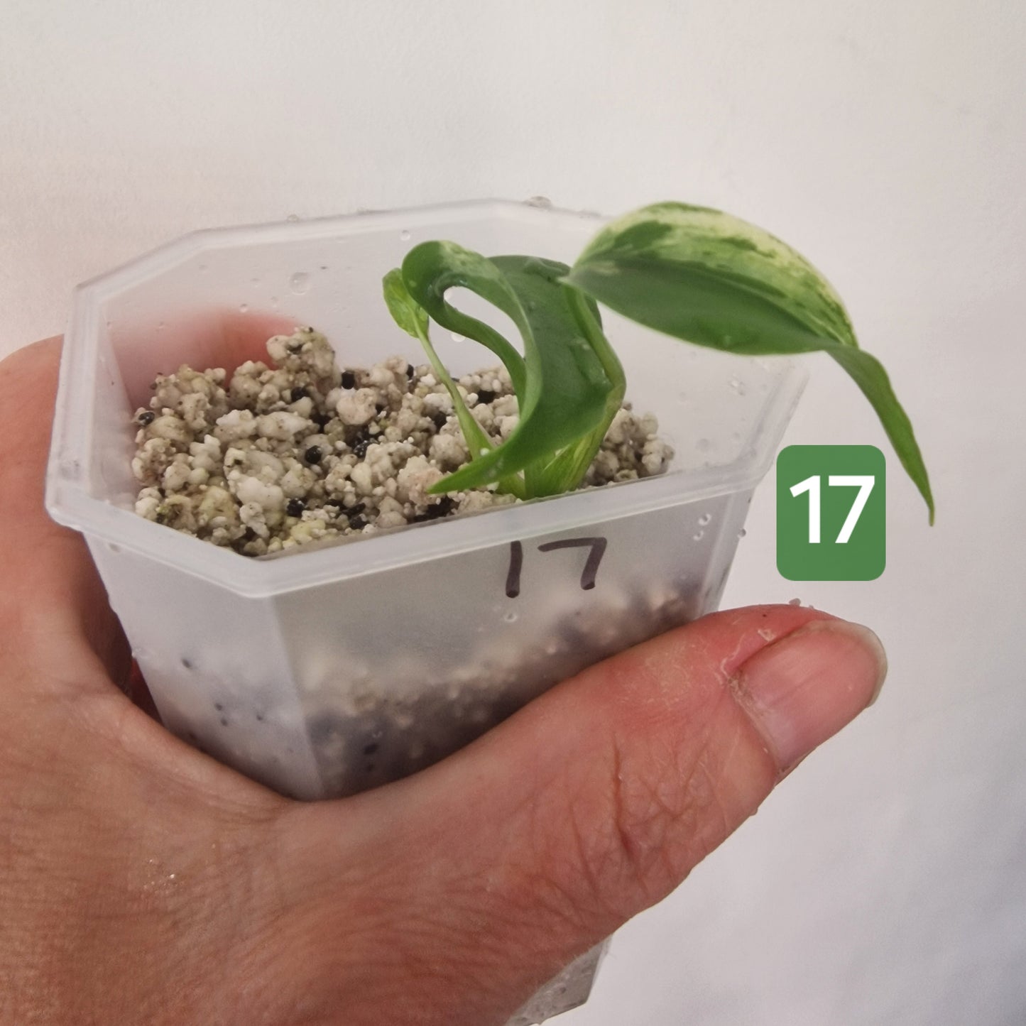 Monstera Bulbasaur – Choose Your Exact Plant see description