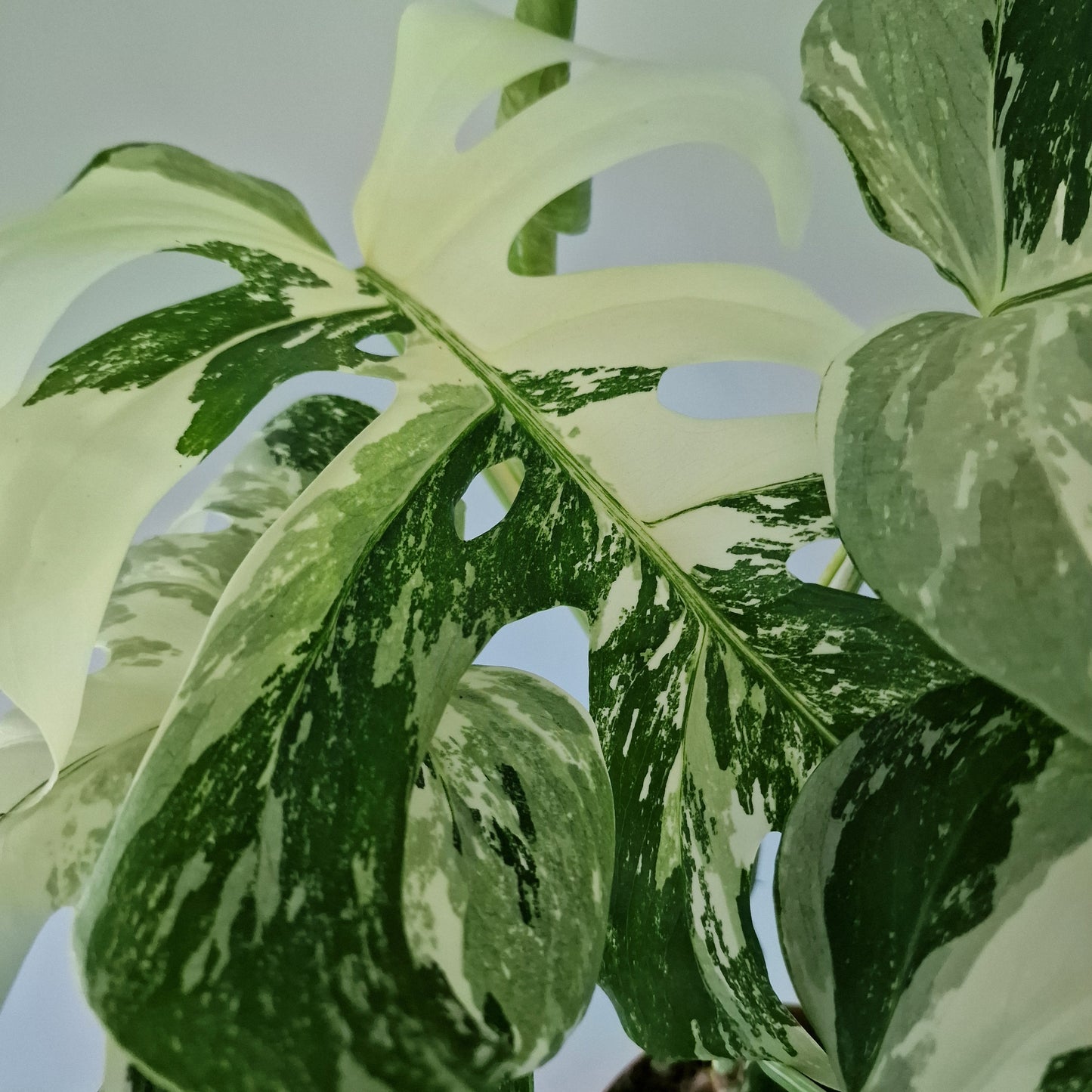 Monstera Deliciosa Albo Super White Rare Houseplant 15cm pot (2)