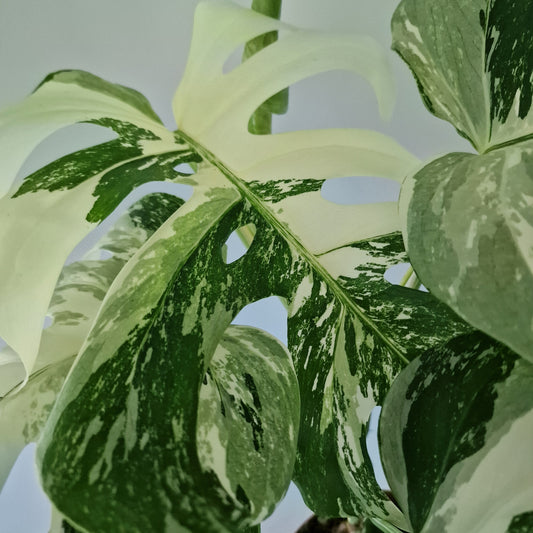 Monstera Deliciosa Albo Super White Rare Houseplant 15cm pot (2)