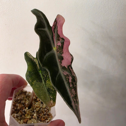Alocasia Pink Nobilis Variegated – Fully Acclimatised | Exact Plant #5