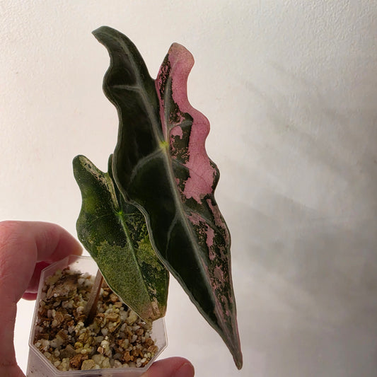 Alocasia Pink Nobilis Variegated – Fully Acclimatised | Exact Plant #5