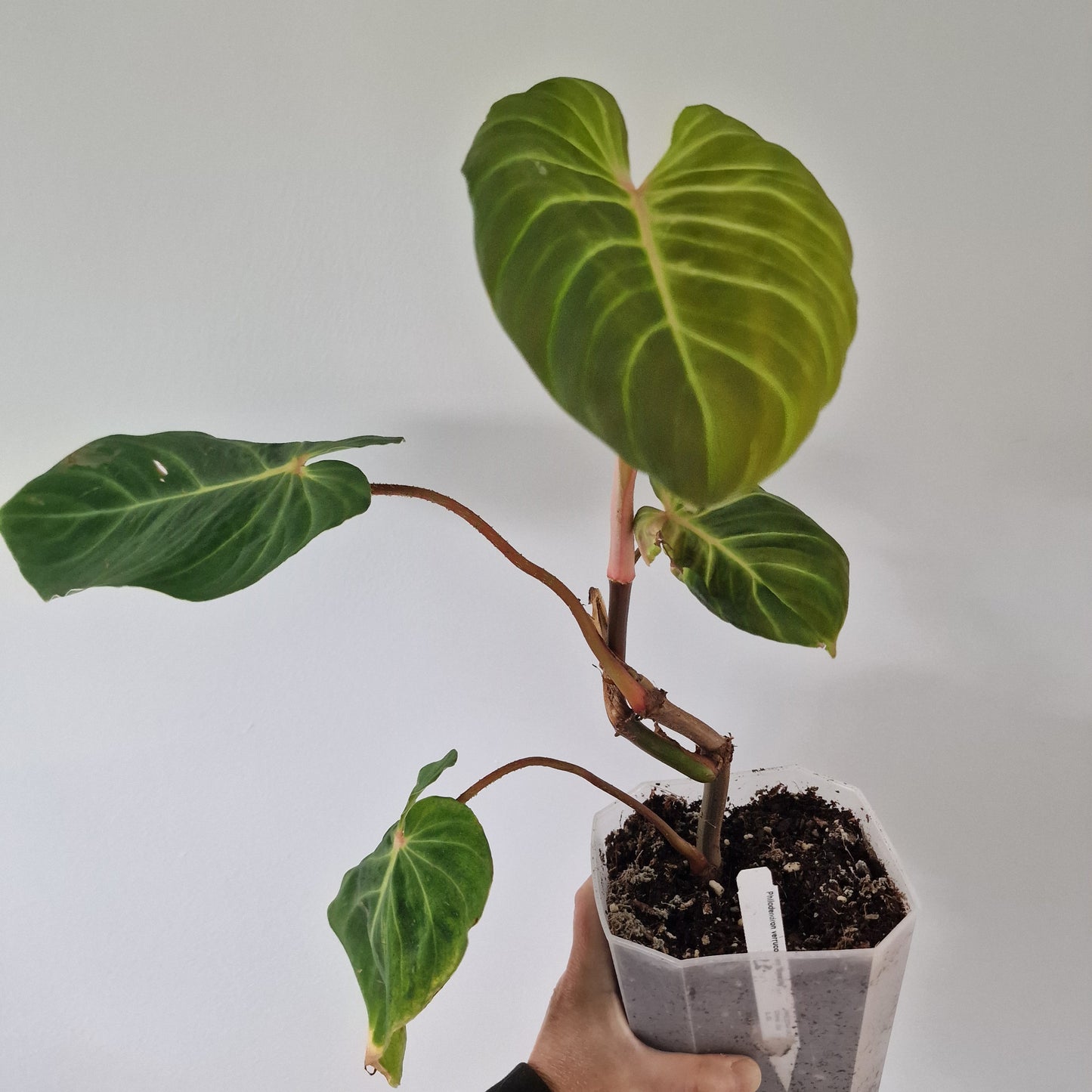 Ecuagenera Rehab Philodendron verrocosom Beauty