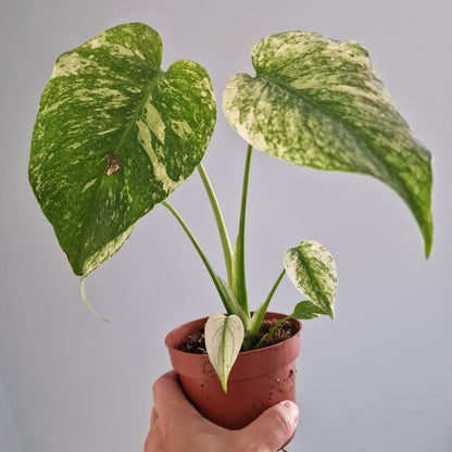 Monstera Mint Rare Houseplant 10.5cm pot (e)