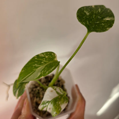 Monstera bundle - see description