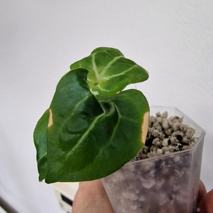 Anthurium Wonderboy × Michelle exact plant (#7)