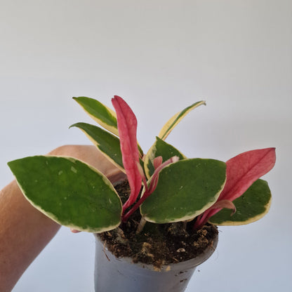 Hoya Flamingo Dream Rare Houseplant 9cm pot