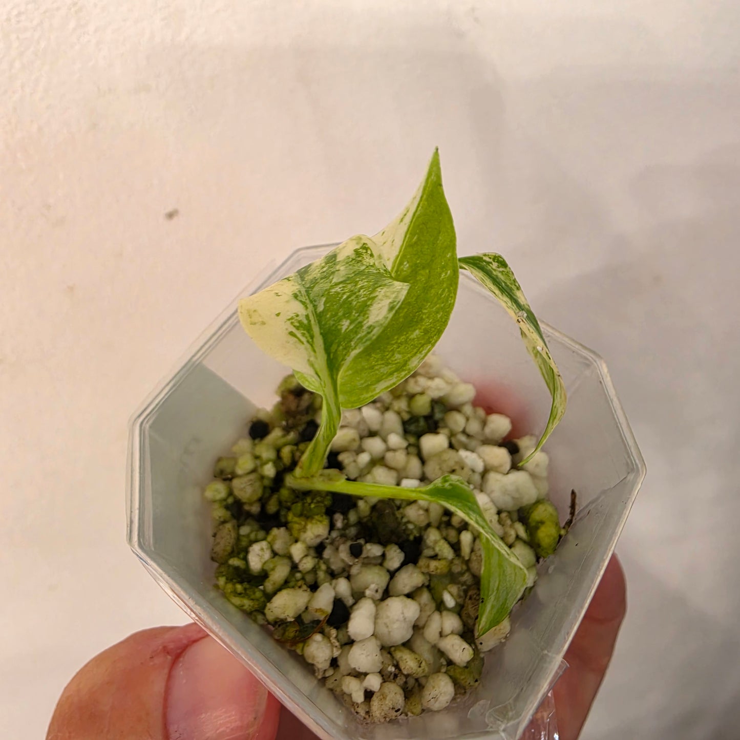 Monstera Mint China’s Version – Exact Plant No. 8 - See Description