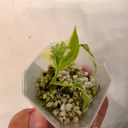 Monstera Mint China’s Version – Exact Plant No. 8 - See Description