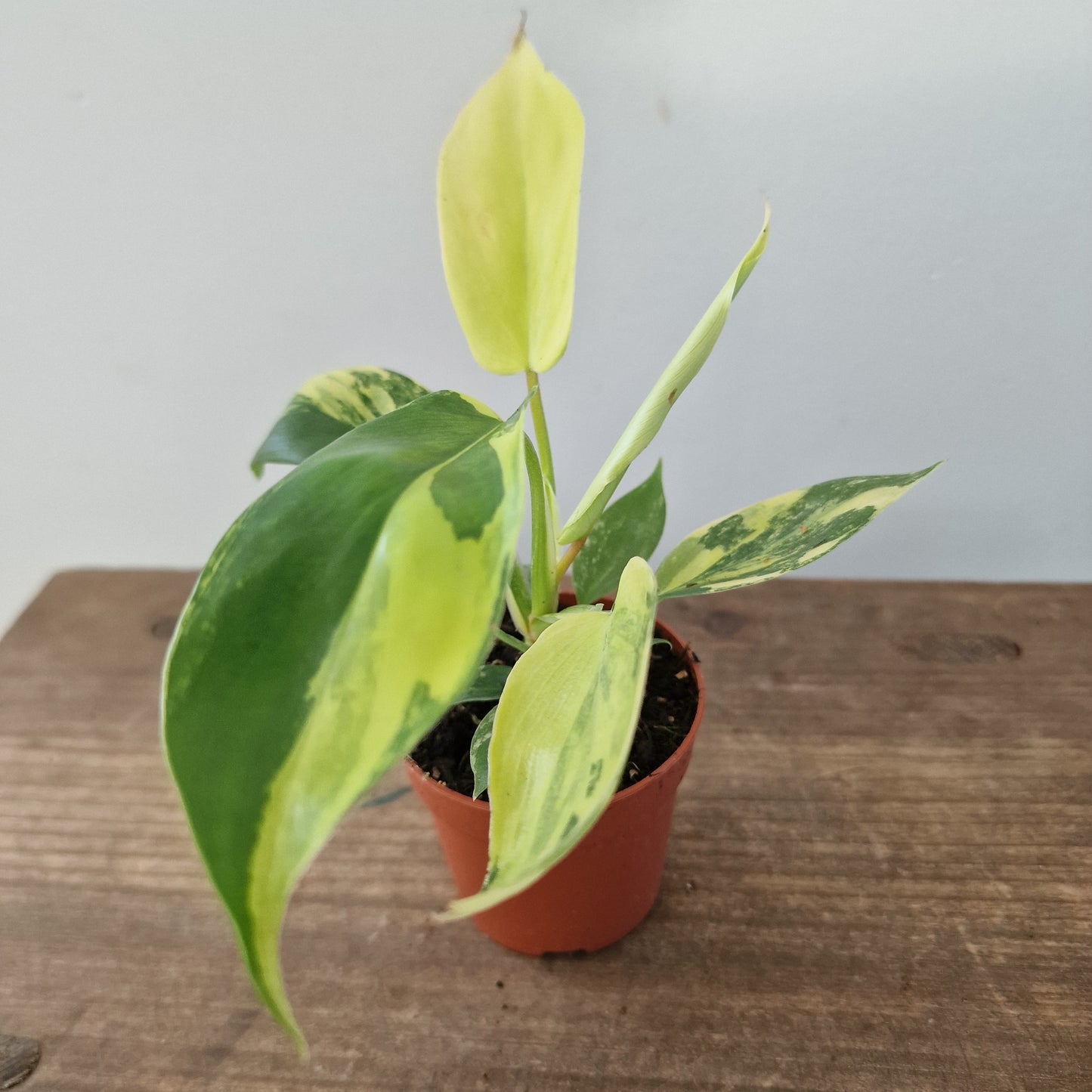 Philodendron Florida Beauty – 7cm Pot (#1)