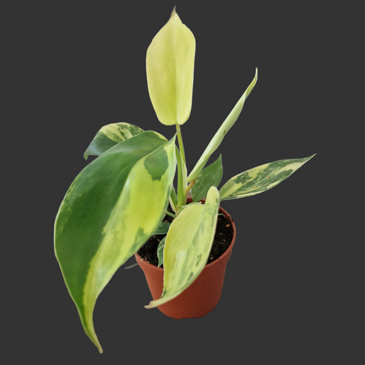 Philodendron Florida Beauty – 7cm Pot (#1)