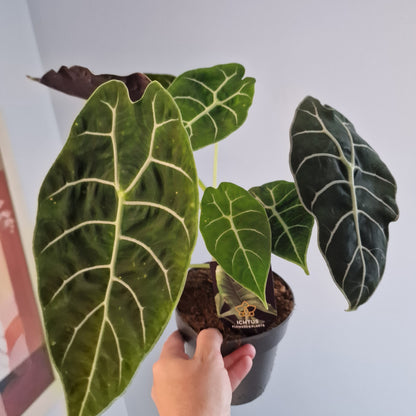 Alocasia Pride of Corup Rare Houseplant 14cm pot